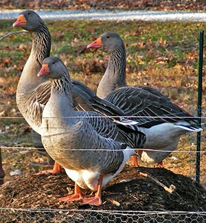 the geese