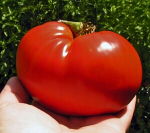 The right tomato
