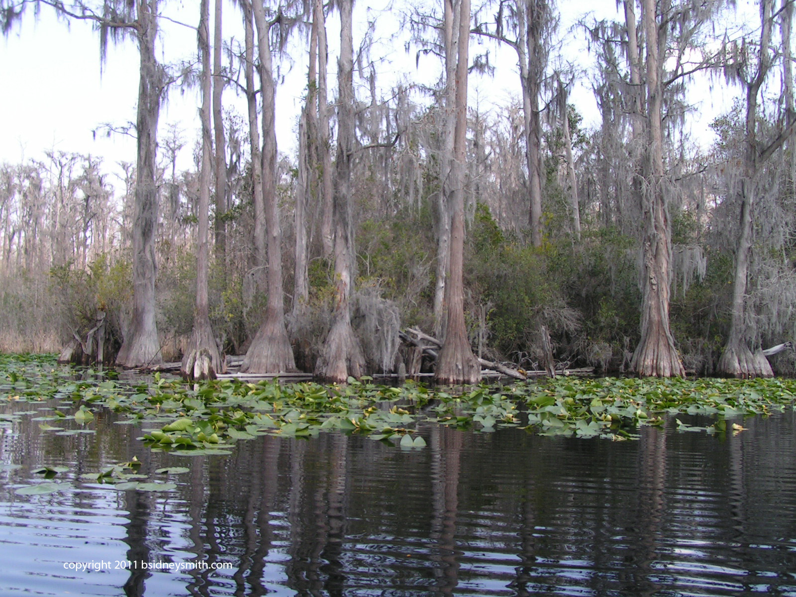 lurking alligator