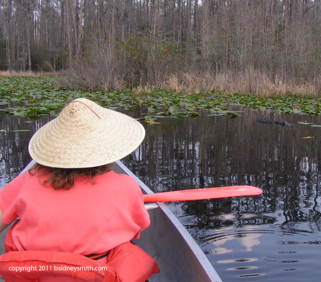 alligator coming towards us