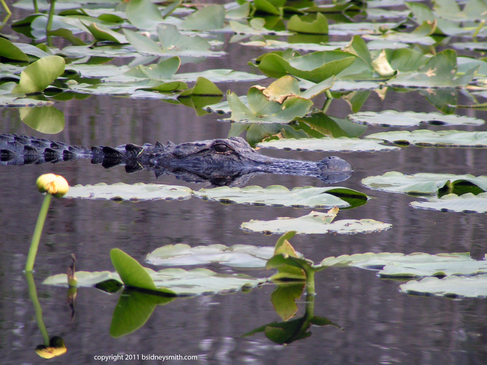 alligator following us