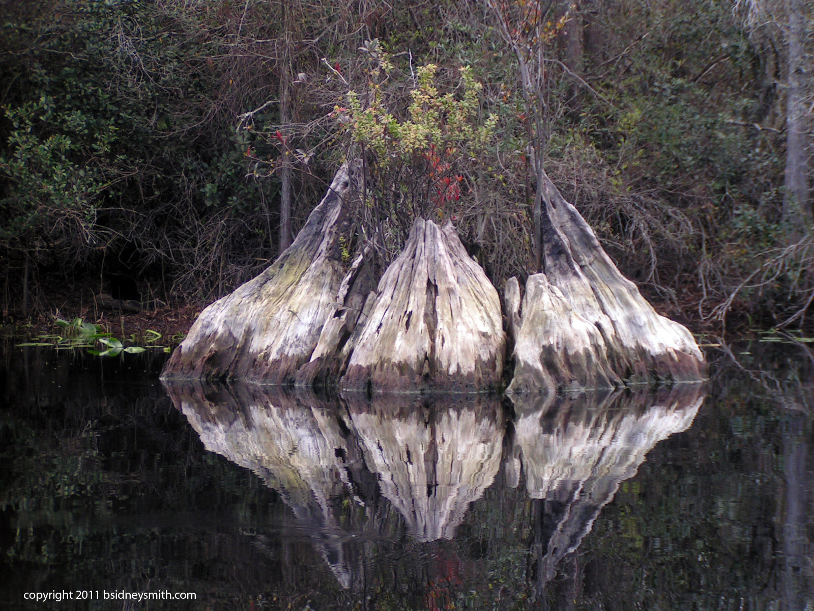 swamp tree stump with reflection