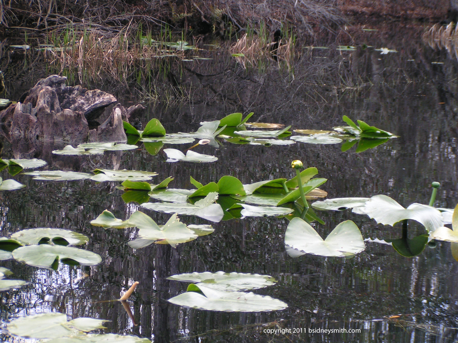 lily buds