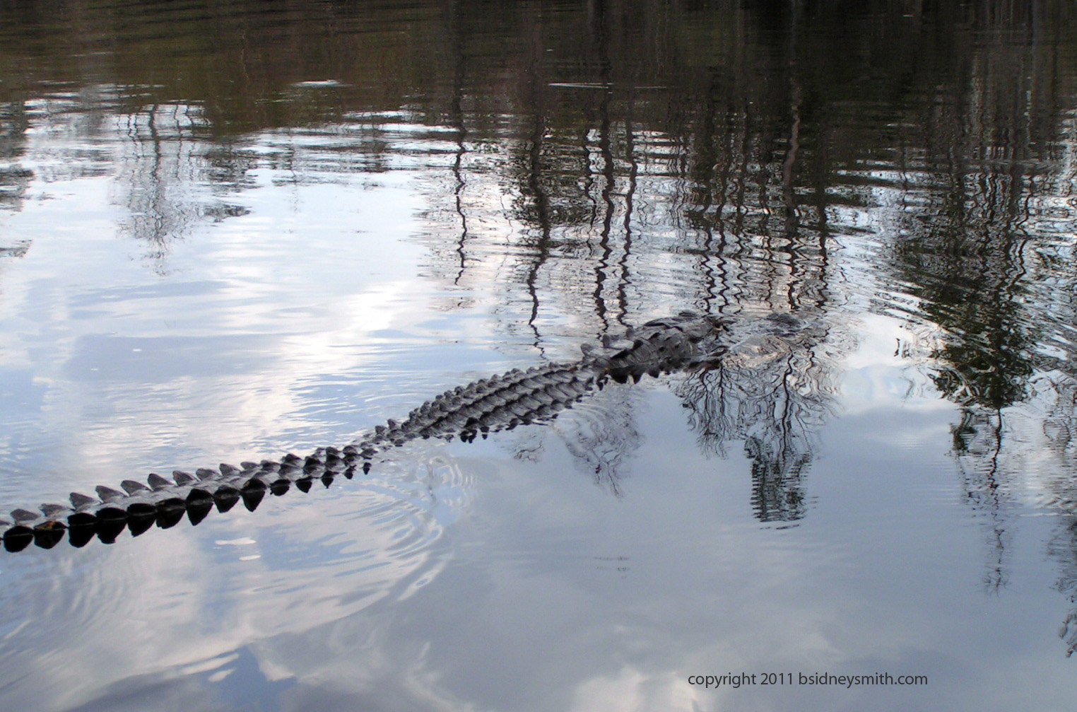 alligator very close